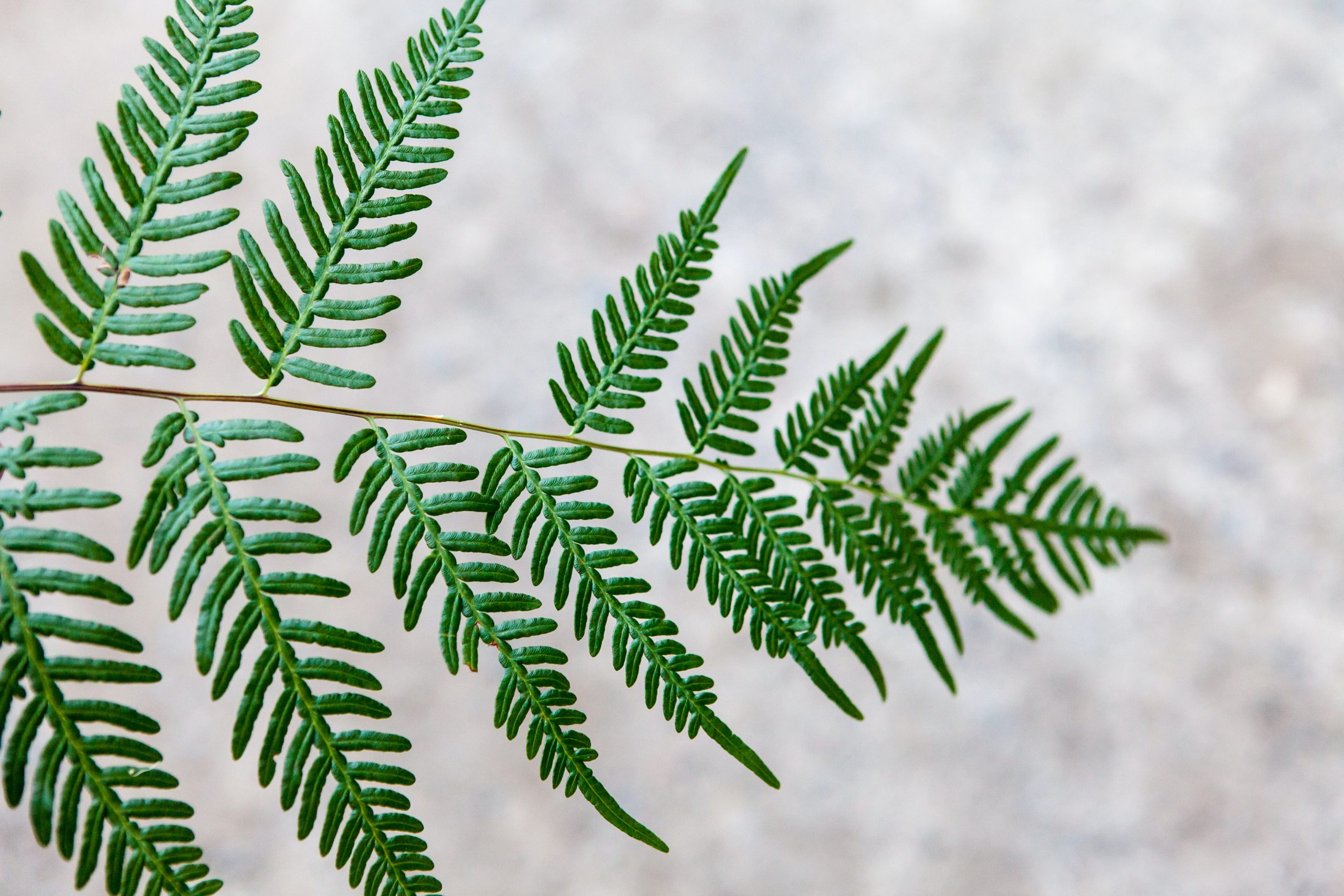 selective focus photo of fern leaf
